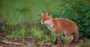 Red Fox