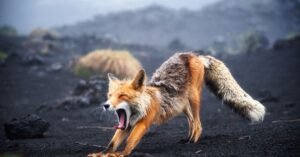 red fox